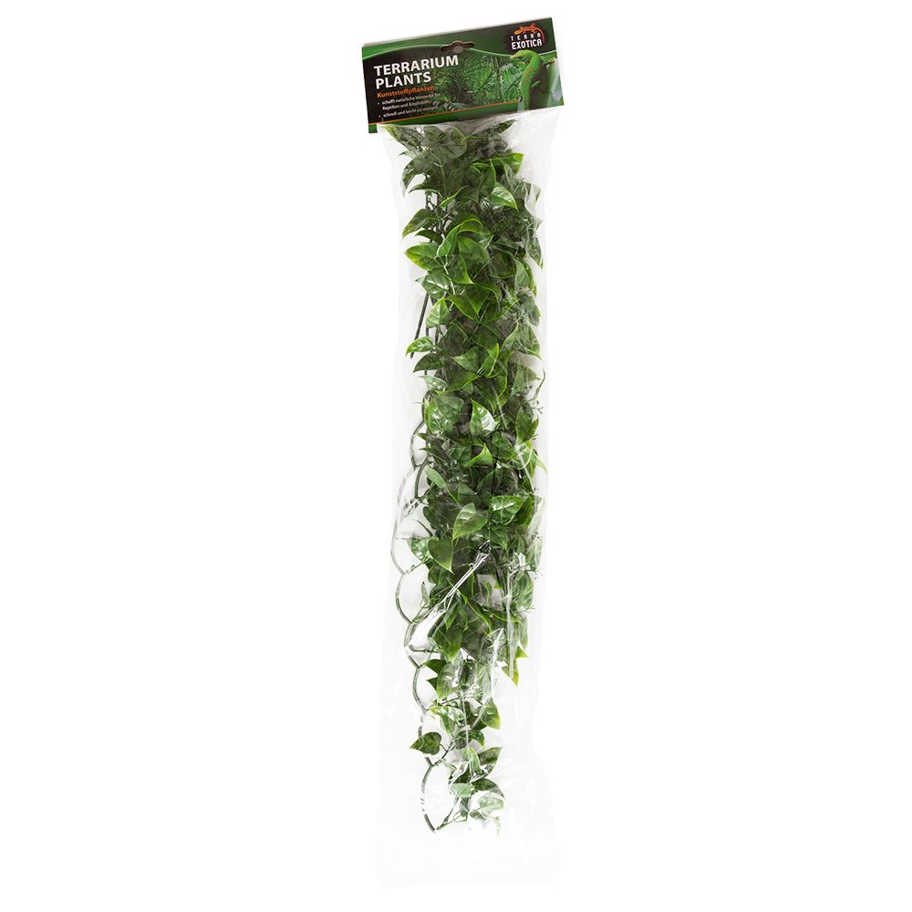 evergreen vine - large - 1