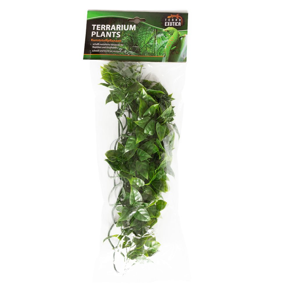 evergreen vine - medium - 1