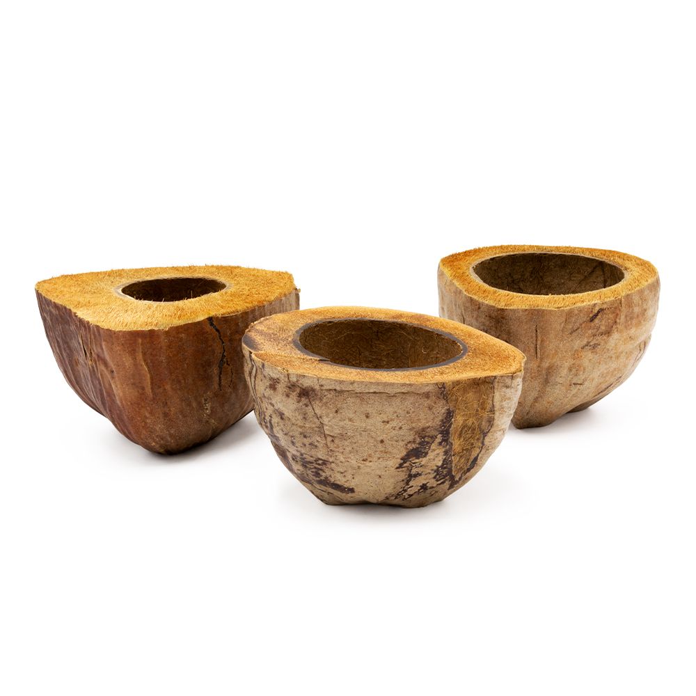 kokos - halbschale - 1